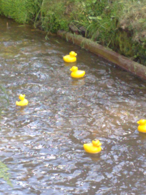 Ducks away! for the first race of 2011 | May 2011 Ducks away! for the first race of 2011 | May 2011