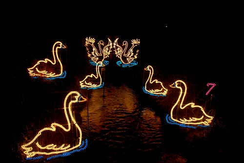  7 Swans a Swimming 2013