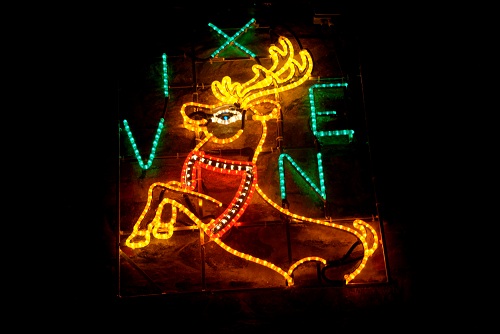 Reindeer Vixen 2013