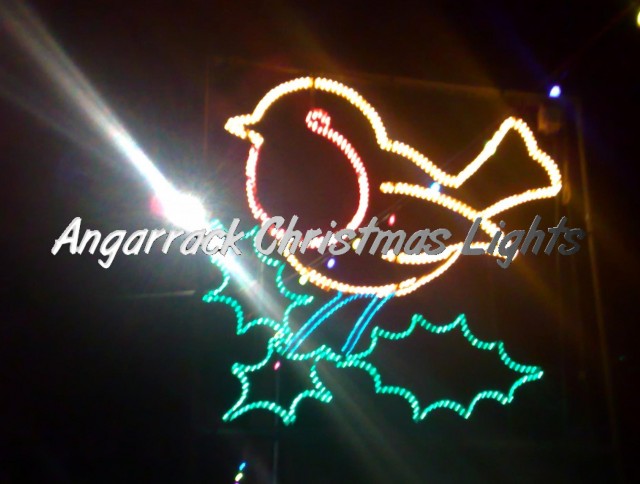 Robin 2010 | Christmas Lights Robin 2010 | Christmas Lights